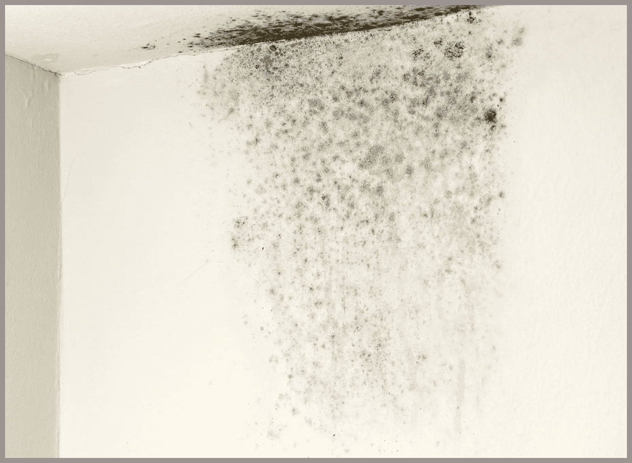 Mold growth on interior wall and ceiling.